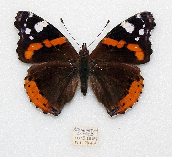Vanessa atalanta (broken red band form with white spot) (Internet Image property of respective owner, non-commercial use only)